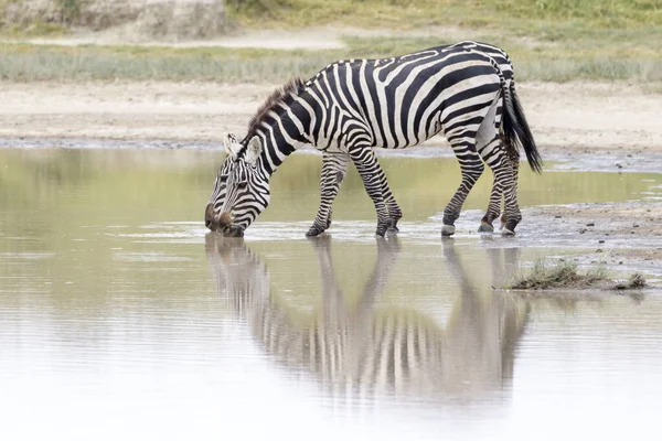 Vanligt Eller Slätter Zebra Equus Quagga Dricksvatten Med Reflektion Ngorongoro — Stockfoto