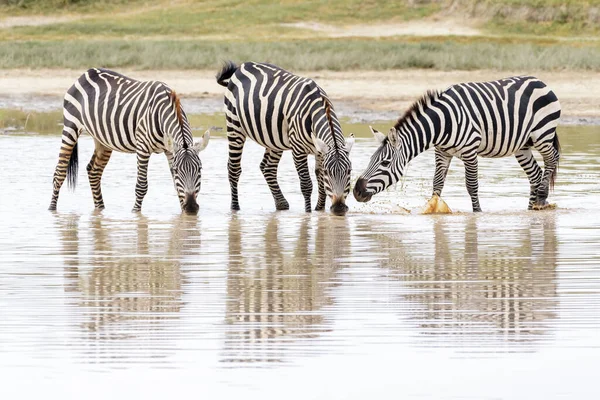 Vanligt Eller Slätter Zebra Equus Quagga Dricksvatten Med Reflektion Ngorongoro — Stockfoto