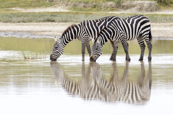 Common Plains Zebra Equus Quagga Drinking Water Reflection Ngorongoro Crater — 图库照片