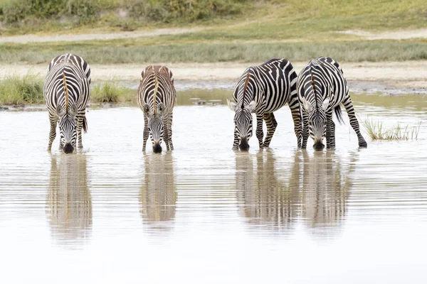 Common Plains Zebra Equus Quagga Herd Drinking Water Reflection Ngorongoro — 图库照片