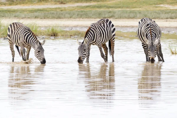 Vanligt Eller Slätter Zebra Equus Quagga Dricksvatten Med Reflektion Ngorongoro — Stockfoto