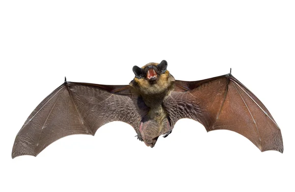 Chauve Souris Images Libres De Droit Photos De Chauve Souris Depositphotos
