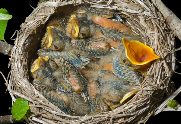 Nest of thrush