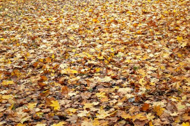 Sonbahar yaprakları arka plan. Sarı yapraklar sonbaharda bir park yolunda. Düşen yapraklar. Seçici yumuşak odak.