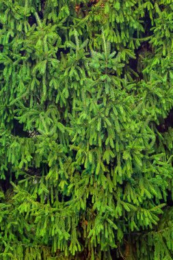 Yeşil iğneler arka planda. Seçici yumuşak odak. 