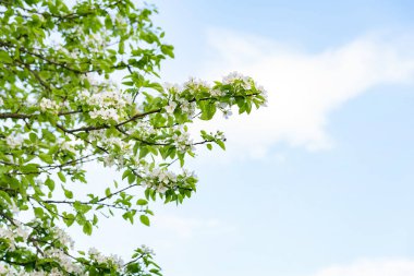 Çiçekli armut arka planı. Bulutlu mavi gökyüzüne karşı beyaz armut çiçekleri, seçici yumuşak bir odak noktası. Soyut doğal arkaplan, kopyalama alanı. Kartpostallar için şablon. Tasarım için doku.