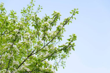 Armut çiçeği arka planı. Mavi gökyüzüne karşı beyaz armut çiçekleri, seçici yumuşak bir odak noktası. Soyut doğal arkaplan. Uzayı kopyala Kartpostallar için şablon. Tasarım için doku.