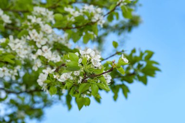 Çiçekli armut arka planı. Mavi gökyüzüne karşı beyaz armut çiçekleri, seçici yumuşak bir odak noktası. Soyut doğal arka plan. Kartpostallar için şablon. Tasarım için doku.