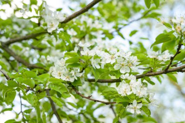 Beyaz armut çiçekleri. Armut çiçeği arka planı, seçici yumuşak odak. Soyut doğal arkaplan. Kartpostallar için şablon. Tasarım için doku.