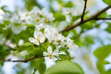 Beyaz armut çiçekleri. İlkbaharda çiçek açan armut dalı, seçici yumuşak odak. Soyut doğal arkaplan. Kartpostallar için şablon. Tasarım için doku.