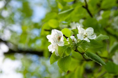 Beyaz armut çiçekleri. İlkbaharda armut çiçeğinin yakın çekimi, seçici yumuşak odak. Soyut doğal arkaplan. Kartpostallar için şablon. Tasarım için doku.