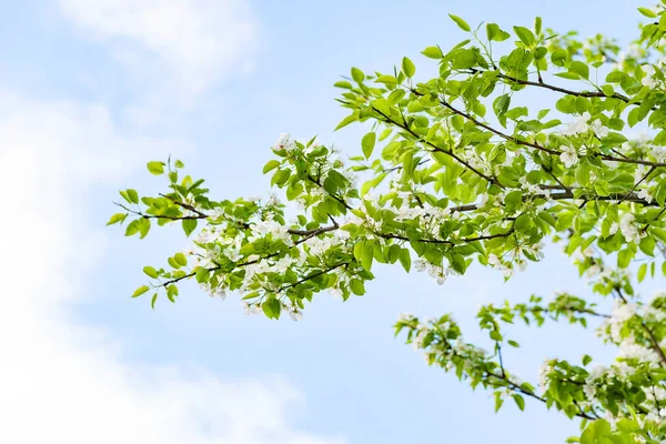 Birnenblütenhintergrund Weiße Birnenblüten Vor Blauem Himmel Mit Wolken Selektiver Weicher — Stockfoto