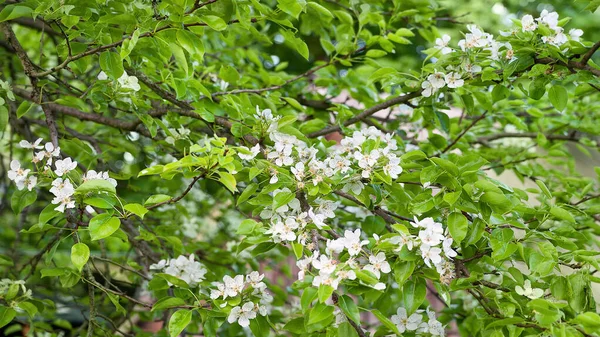 Blommande Päron Bakgrund Vita Päronblommor Selektivt Mjukt Fokus Abstrakt Naturlig — Stockfoto