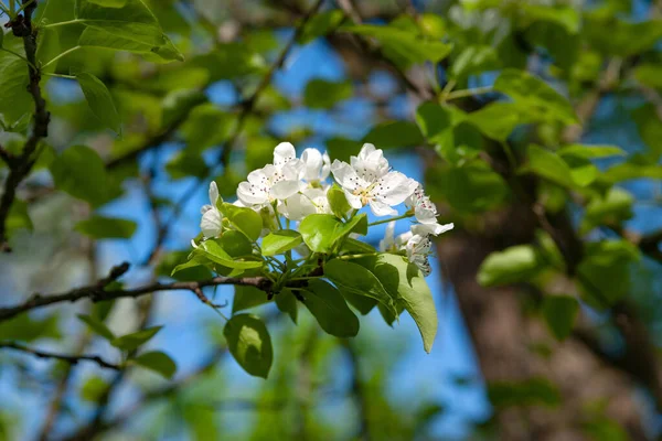 Päronblommor Närbild Blommande Pärongren Våren Selektivt Mjukt Fokus Abstrakt Naturlig — Stockfoto