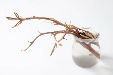 Kuru dallar. Beyaz arka planda cam bir vazodaki kuru dallar. Seçici yumuşak odak.