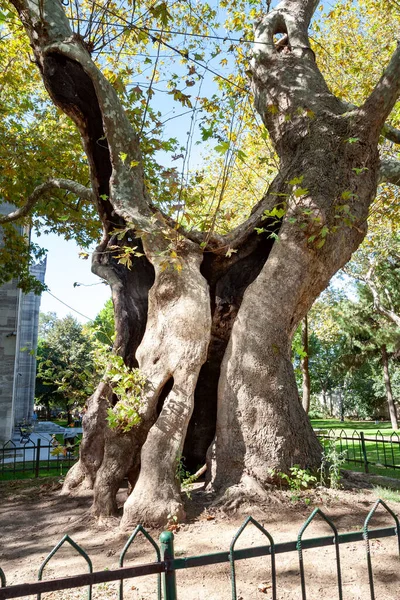 Árbol Viejo Viejo Árbol Agrietado Con Gran Hueco Una Antigua —  Fotos de Stock