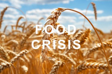 Dünyada buğday kıtlığı sorunu. Gıda krizi ve ürün yetmezliği. Rusya ve Ukrayna arasındaki askeri çatışma. Tüm gezegen için açlık tehdidi. Ekonomik kriz.