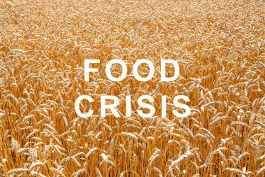 Dünya Buğday Eksik Problemi. Gıda krizi ve ürün yetmezliği. Ukrayna ve Rusya arasındaki askeri çatışma. Tüm gezegen için açlık tehdidi. Ekonomik kriz.