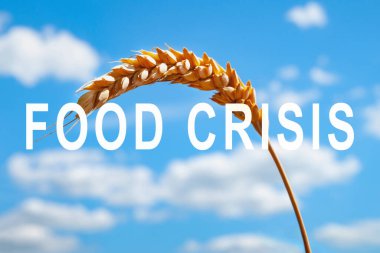 Dünya Buğday Eksik Problemi. Gıda krizi ve ürün yetmezliği. Rusya ve Ukrayna arasındaki askeri çatışma. Tüm gezegen için açlık tehdidi. Ekonomik kriz.