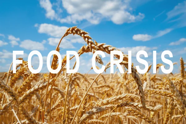 The problem of food shortage in the world. Food crisis and crop failure. Military conflict between Ukraine and Russia. The threat of hunger, lack of supply. Economic crisis.