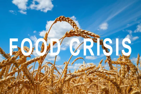 Problém Nedostatku Potravin Světě Potravinová Krize Neúroda Vojenský Konflikt Mezi — Stock fotografie