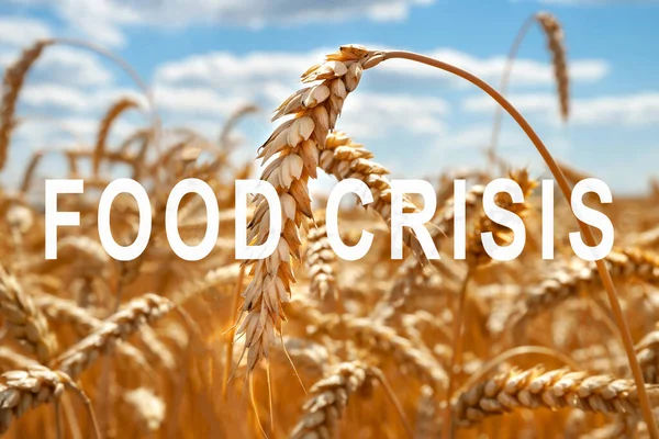 Světový Problém Nedostatkem Pšenice Potravinová Krize Neúroda Vojenský Konflikt Mezi — Stock fotografie