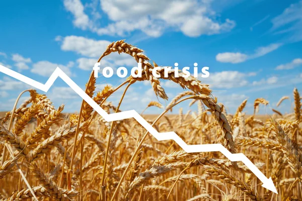 Potravinová Krize Selhání Obilí Nedostatek Chleba Ruský Vojenský Útok Ukrajinu — Stock fotografie