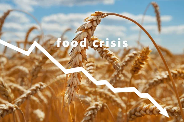 Potravinová Krize Selhala Sklizeň Obilí Nedostatek Chleba Ruský Vojenský Útok — Stock fotografie