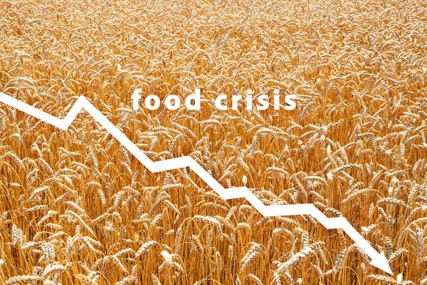 Food crisis. Cereal crop failure. The shortage of bread. Russian military attack on Ukraine. Global threat of famine to Europe and the world. Economic crisis.
