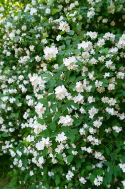 Yasemin çiçeği arka planı. Bahçede beyaz kokulu yasemin çiçeği. Doğal çiçek geçmişi var. Seçici yumuşak odak.