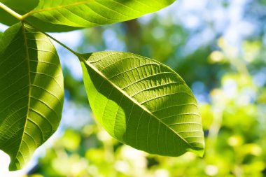 Yeşil ceviz yaprakları. Genç yapraklı bir dala yakın çekim. Doğal yeşil arka plan. Seçici yumuşak odaklanma. Işık ve gölge oyunu