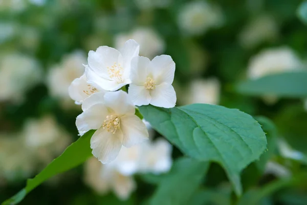 Jasmine Flowers White Fragrant Jasmine Flowers Garden Natural Background Selective — Stock Photo, Image