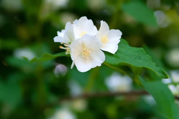 Jasmine Flowers White Fragrant Blooming Jasmine Garden Natural Background Selective — Stock Photo, Image