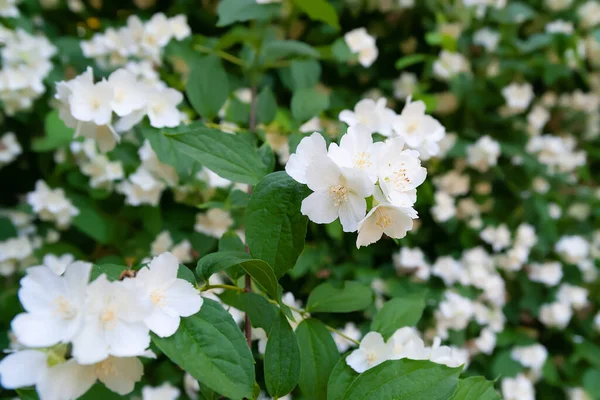 Jasmine Flowers White Fragrant Blooming Jasmine Garden Natural Background Close — Stock Photo, Image