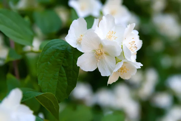 Jasmine Flowers White Fragrant Flowering Jasmine Garden Natural Background Selective — Stock Photo, Image