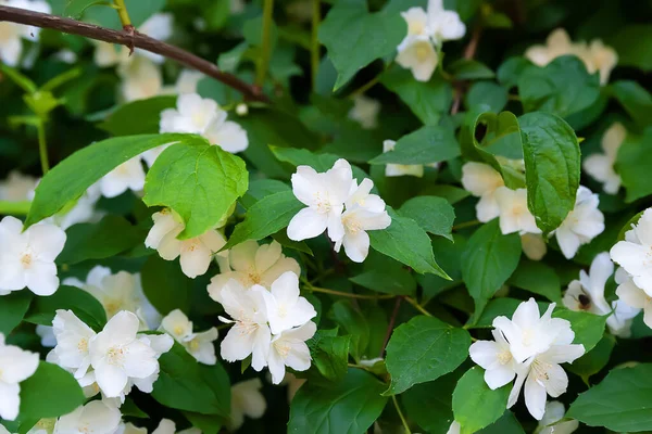 Jasmine Flowers White Fragrant Jasmine Flowers Natural Background Selective Soft — Stock Photo, Image