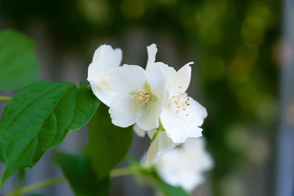 Close Jasmine Flowers White Fragrant Flowering Jasmine Garden Natural Floral — Stock Photo, Image