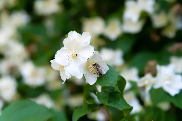 Jasmine Flowers White Fragrant Blooming Jasmine Garden Natural Floral Background — Stock Photo, Image