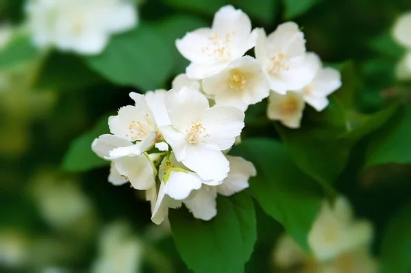 Jasminblüten Weißer Duftender Blühender Jasmin Einem Garten Natürlicher Hintergrund Großaufnahme — Stockfoto