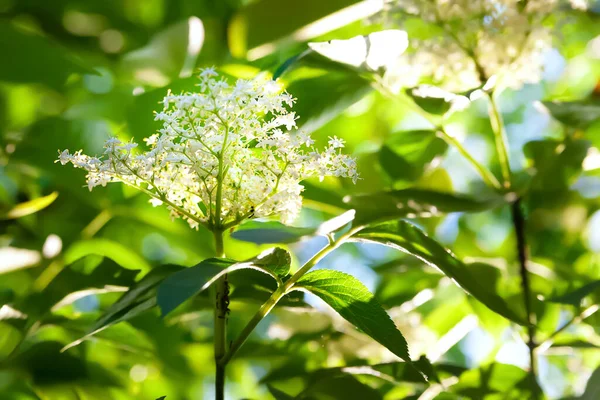 Holunderblüten Blühender Holunder Zwischen Den Blättern Garten Natürlicher Floraler Hintergrund — Stockfoto