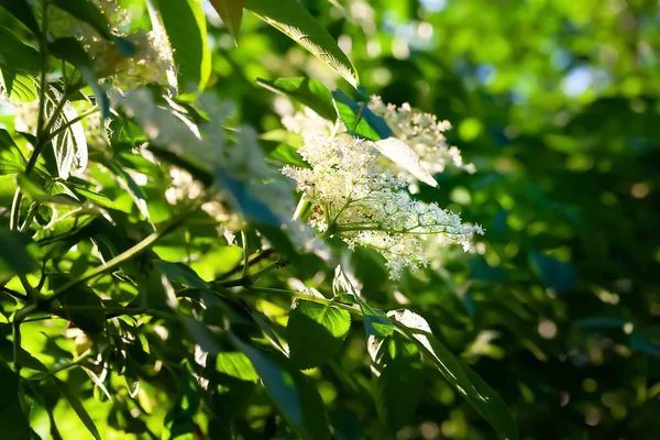 Holunderblüten Blühender Holunderzweig Zwischen Den Blättern Garten Natürlicher Floraler Hintergrund — Stockfoto