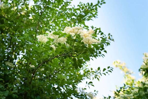Blommor Fläderbär Blommande Grenar Fläderbär Trädgården Mot Den Blå Himlen — Stockfoto