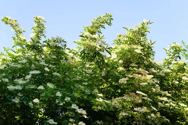 Holunderblüten Blühende Holunderzweige Garten Gegen Den Blauen Himmel Natürlicher Floraler — Stockfoto