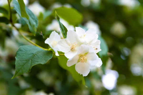 Λουλούδια Γιασεμιού Λευκό Αρωματικό Γιασεμί Κήπο Φυσικό Φόντο Λουλουδιών Επιλεκτική — Φωτογραφία Αρχείου