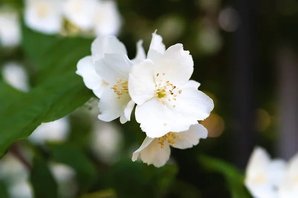 Jasmijnbloemen Witte Geurige Bloeiende Jasmijn Een Tuin Natuurlijke Bloemen Achtergrond — Stockfoto