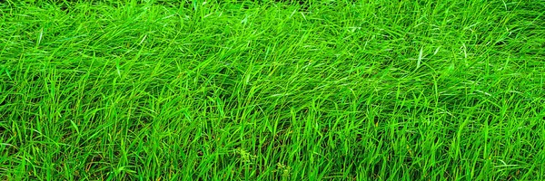 Green grass background. Fresh green grass texture. Natural herbal ingredients for design. Background for web design. Creative texture.