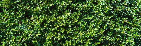 Green leaves of bushes. Green leaves wall background. Empty surface. Copy space. Background for web design.