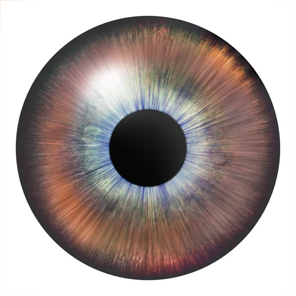 Iris Eye Human Iris Eye Illustration Brown Eye Creative Digital — Stok fotoğraf