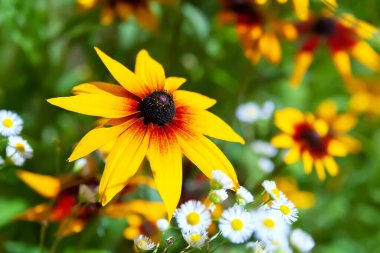 Rudbeckia flower. Black-eyed Susan. Close-up of a flower bloom. Selective soft focus. Blurred background.