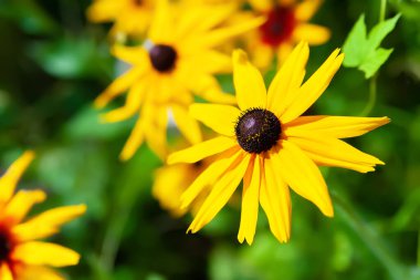 Rudbeckia flower. Black-eyed Susan. Close-up of a yellow flower blooming. Selective soft focus. Blurred background.